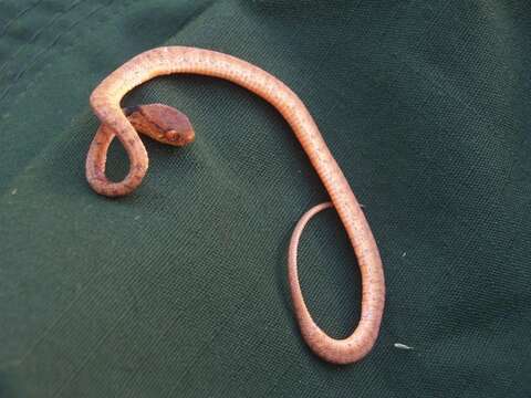 Image of Keeled Slug-eating Snake