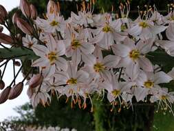 Image of Foxtail lily