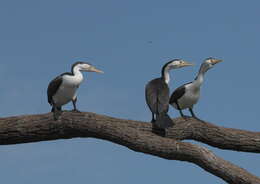 Image of Australian Pied Cormorant