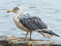 Image of American Herring Gull