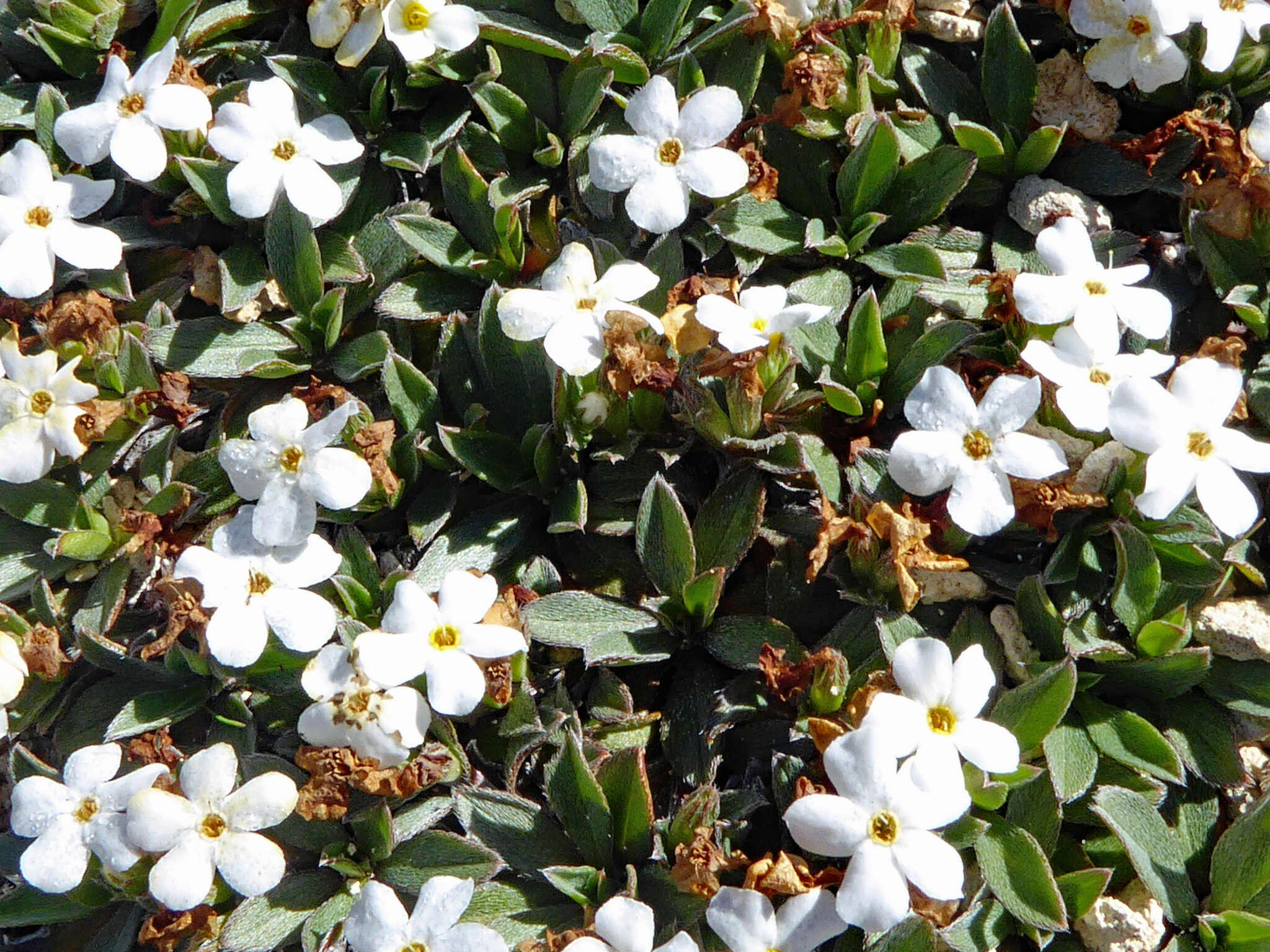 Image of Myosotis colensoi (Kirk) Macbr.