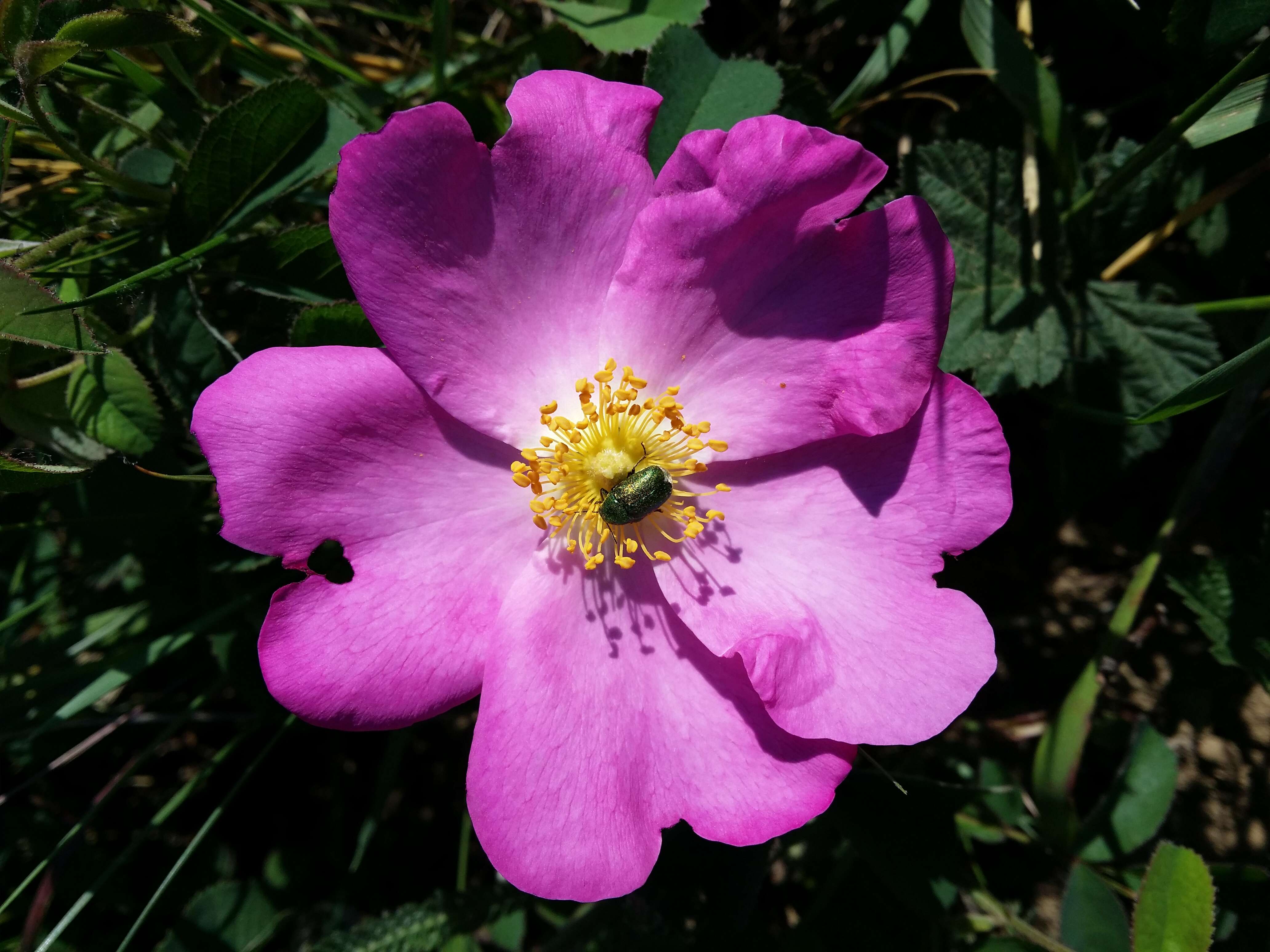 Image of French rose