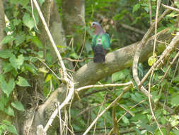 Image of Common Emerald Dove