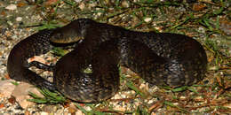 Image of Mississippi Green Water Snake