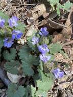 Image of Ground ivy