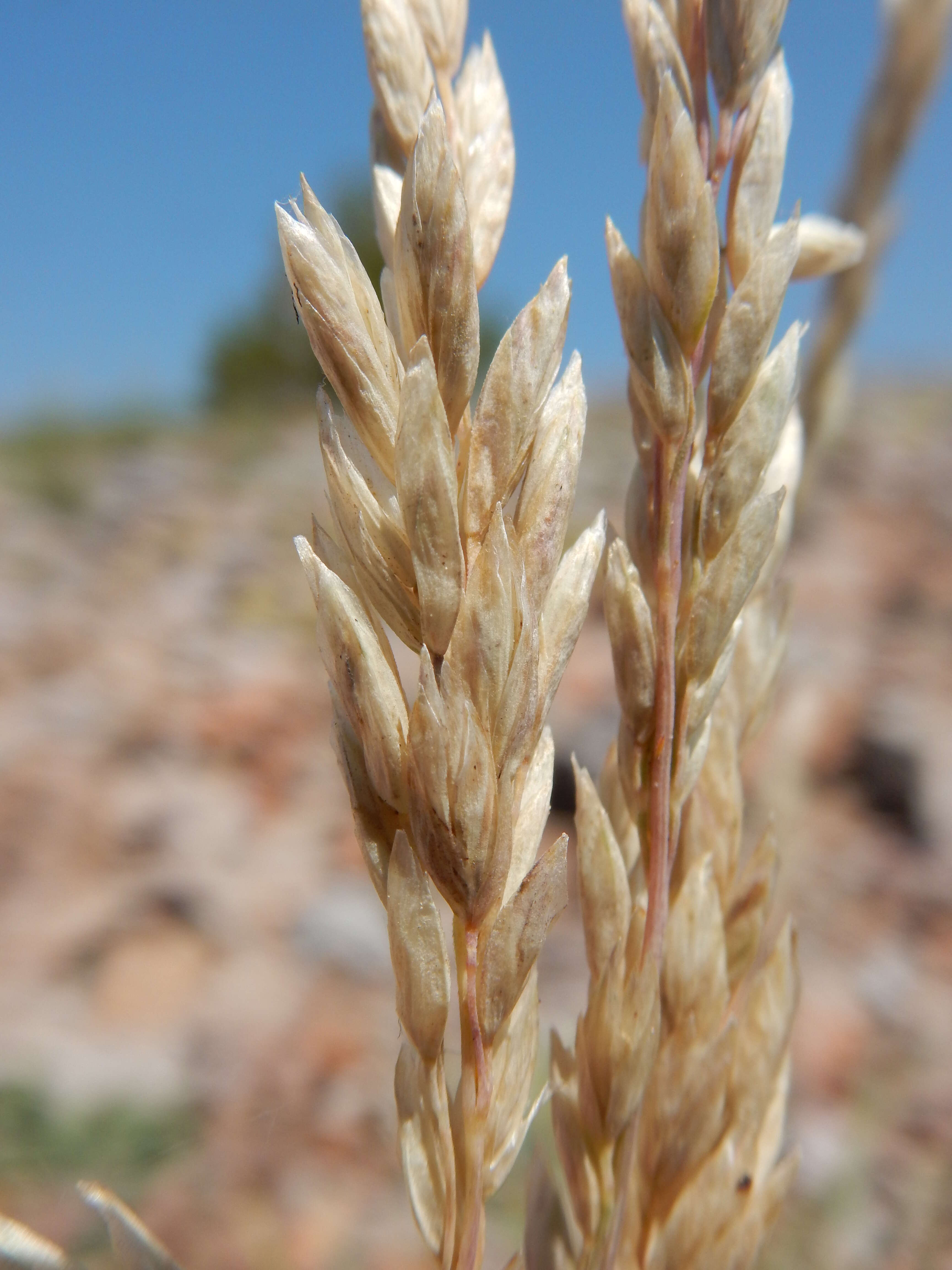 Plancia ëd Poa fendleriana (Steud.) Vasey