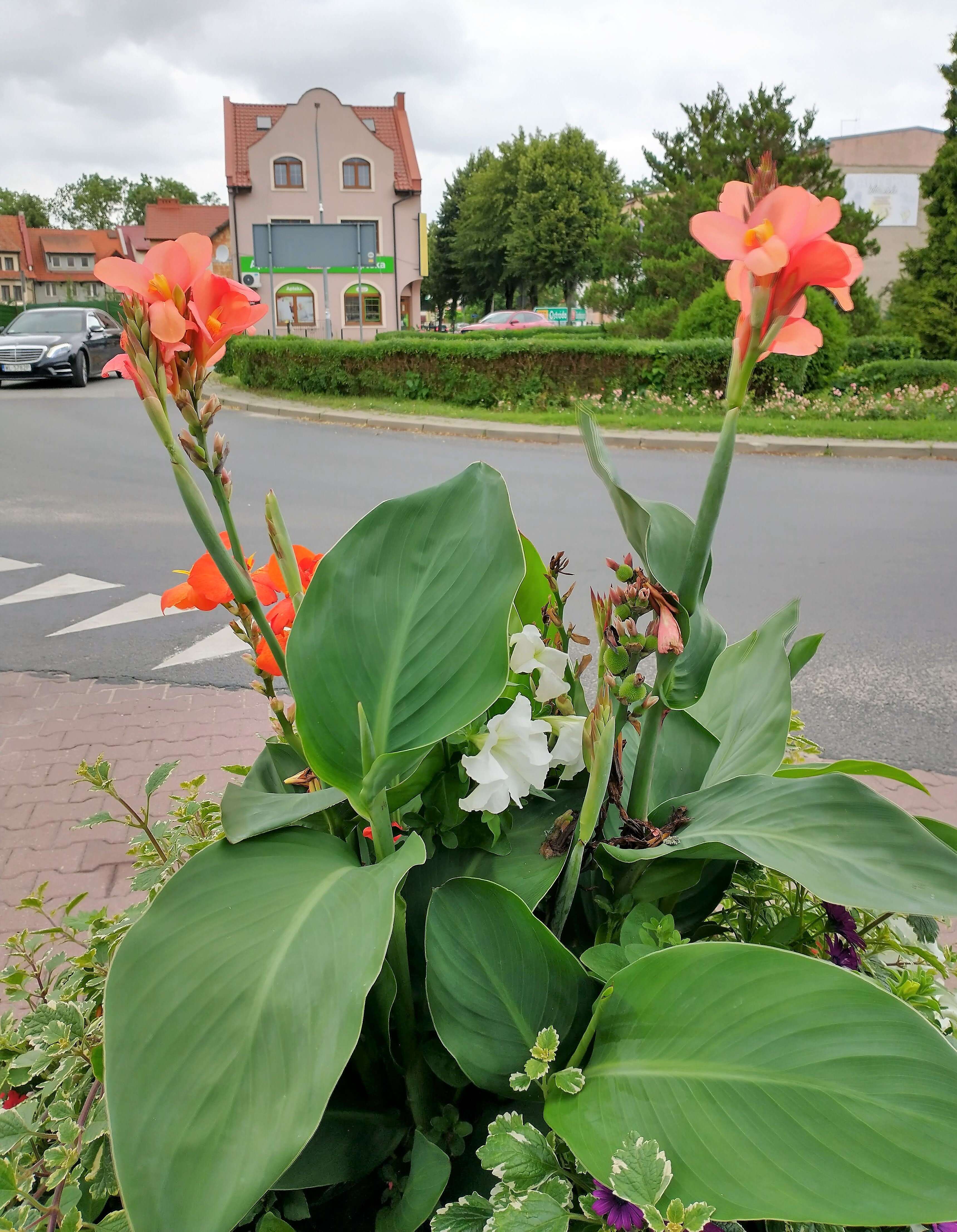 Image of canna lilies