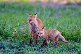 Image of Foxes