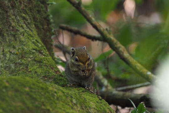 Image of Maritime Striped Squirrel