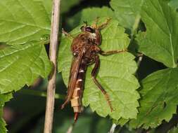 Image of Hornet robberfly