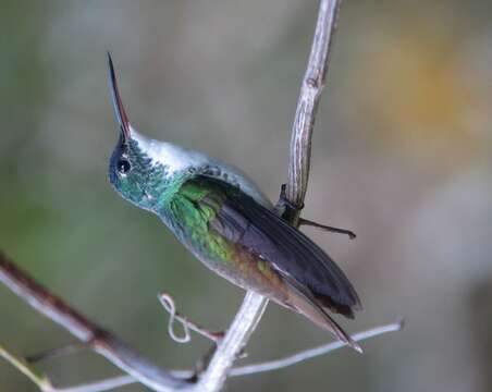 Image of Amazilia franciae