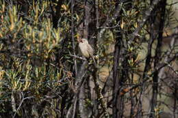 Imagem de Catamenia inornata (Lafresnaye 1847)