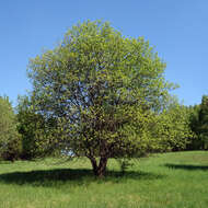 Image of goat willow