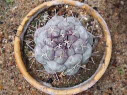 Image of Thelocactus tulensis (Polseg.) Britton & Rose