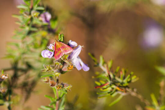 Image of Southern Purple Mint Moth