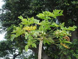 Image of Papaya ringspot virus