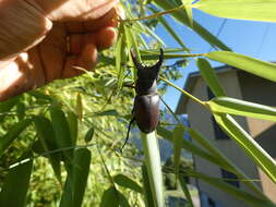 Image of Stag beetle