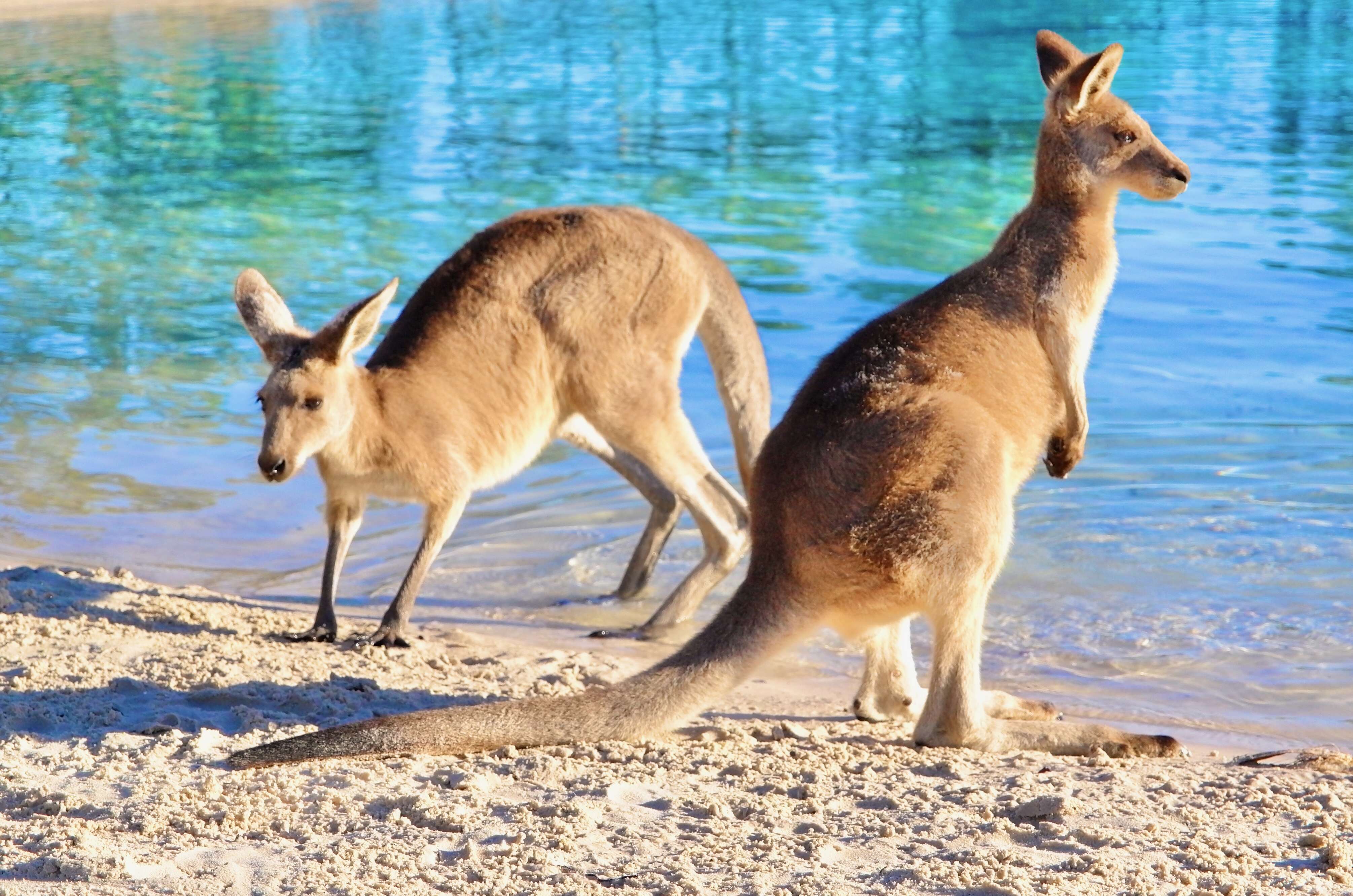 Image of kangaroo