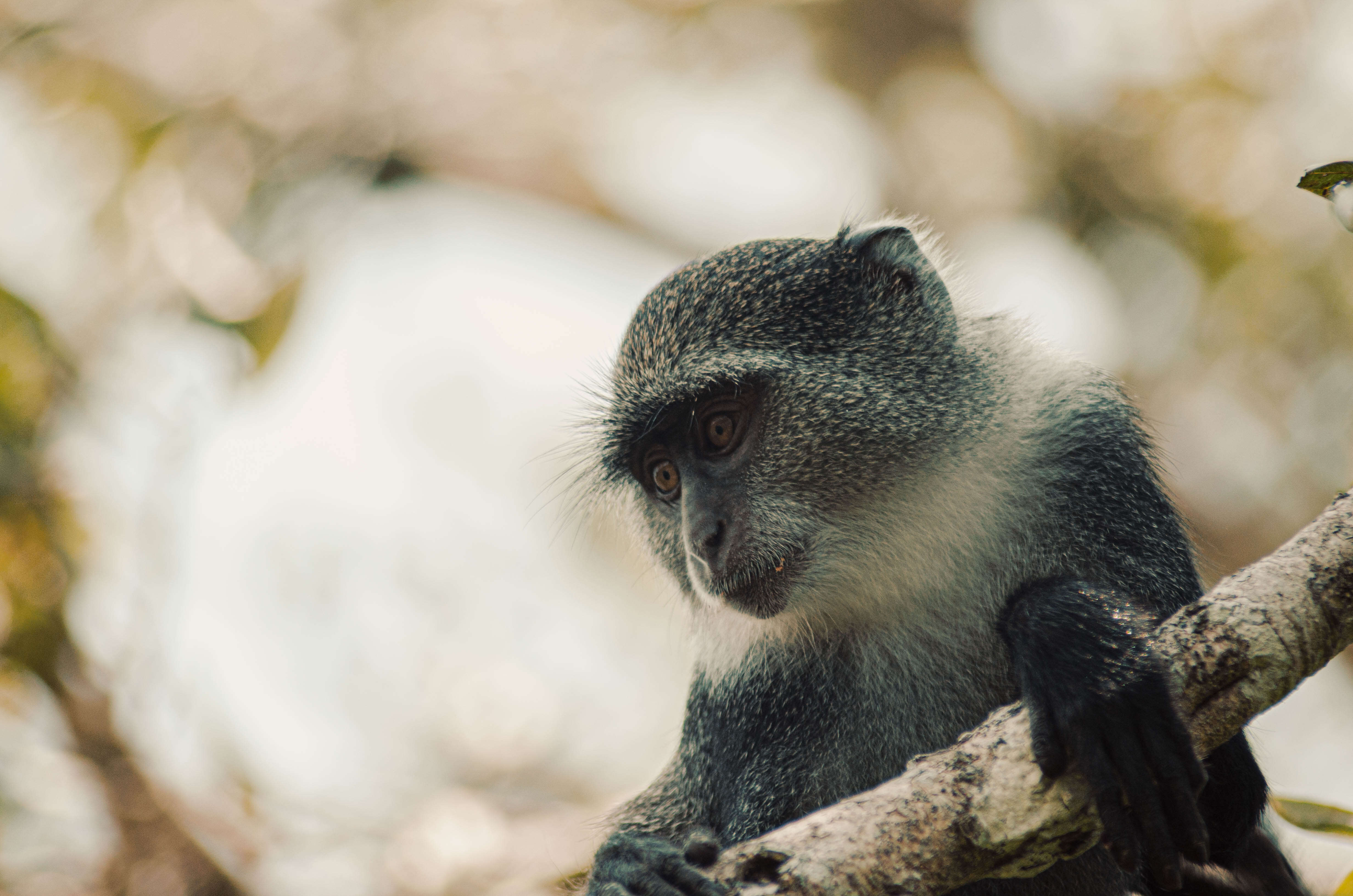 Image of blue monkey