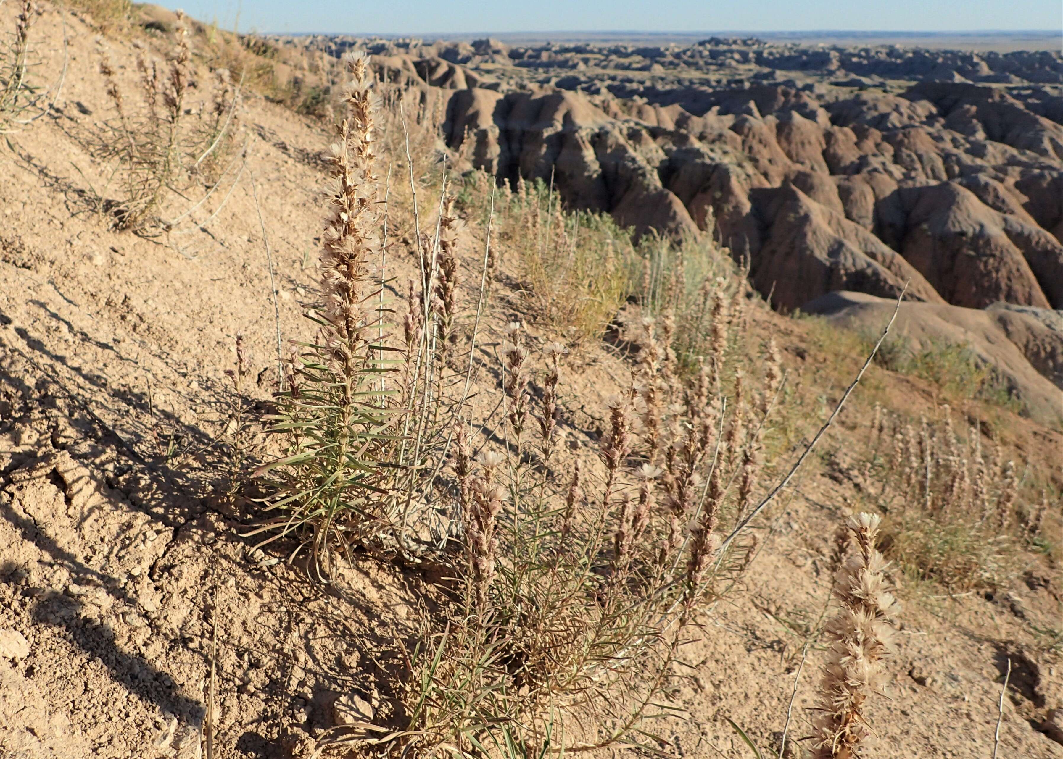 Слика од Liatris punctata Hook.