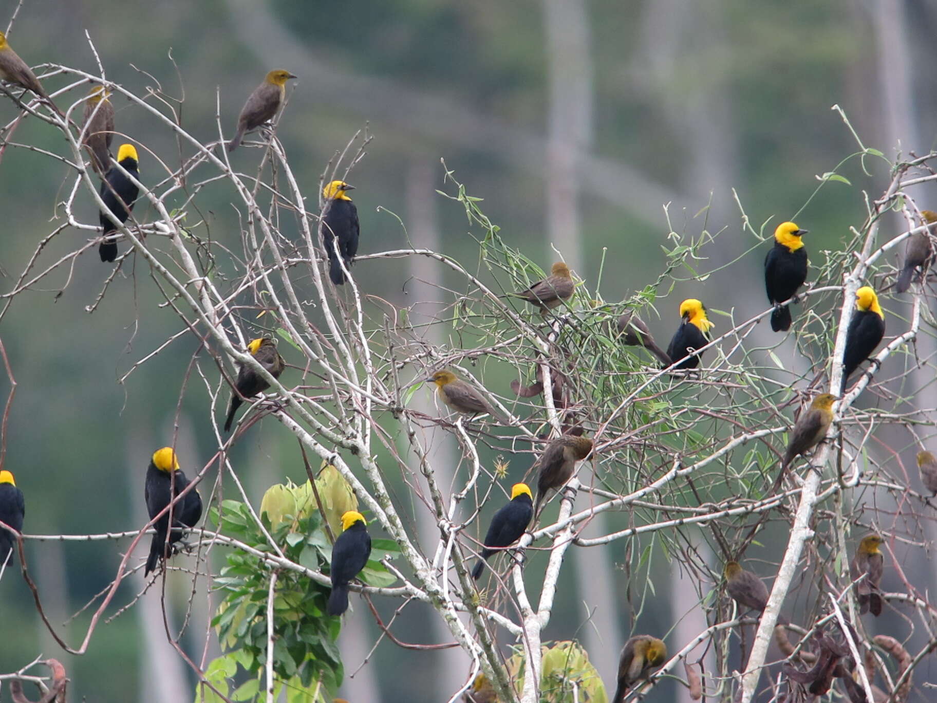 Image of Yellow-hooded Blackbird