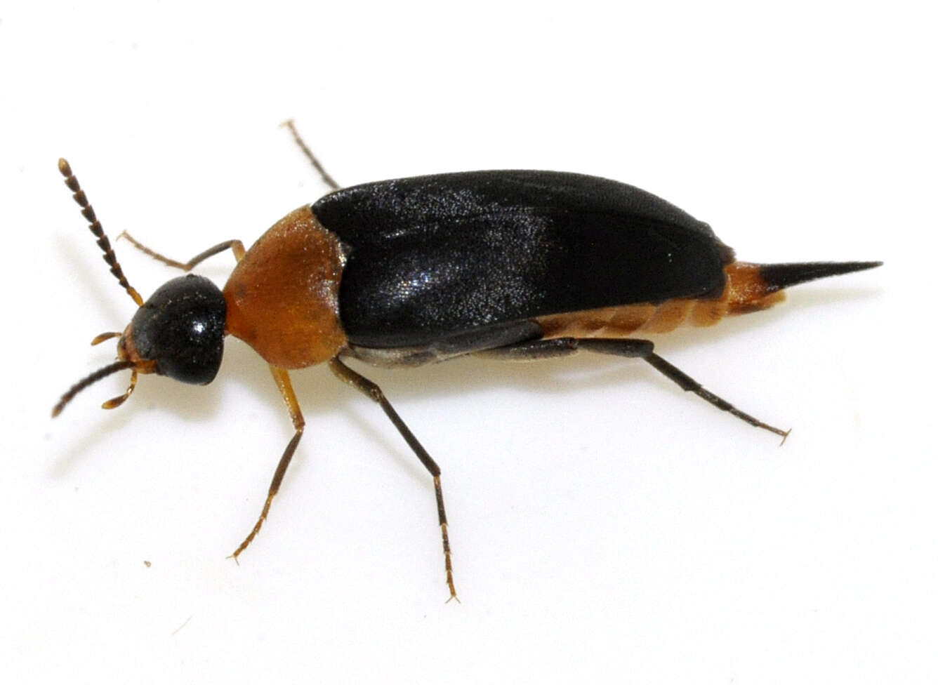 Image of Mordellochroa abdominalis
