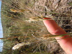 Plancia ëd Poa fendleriana (Steud.) Vasey