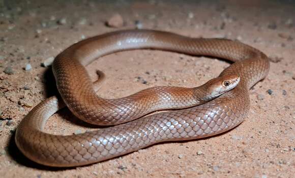 Image of Curl snake