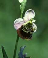 Image of Ophrys holosericea