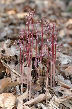 Image of Spring coralroot