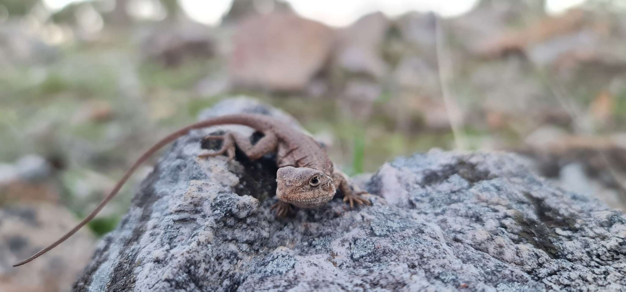 Image of Tawny Crevice-dragon