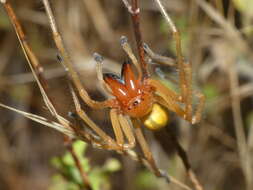 Image of Cheiracanthium punctorium (Villers 1789)