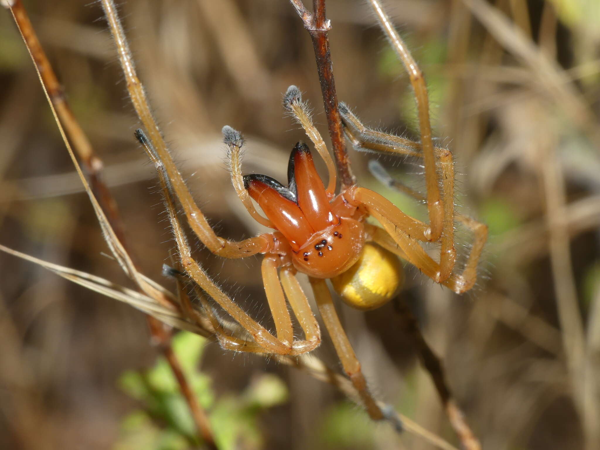 Слика од Cheiracanthium punctorium (Villers 1789)