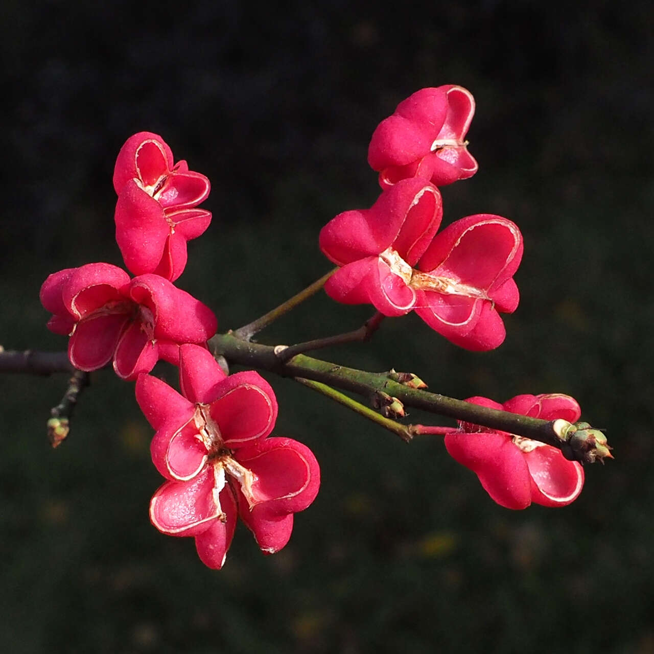 Image of Common spindle tree