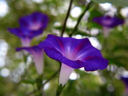 Image of tall morning-glory