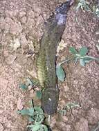 Image of Barred Tiger Salamander