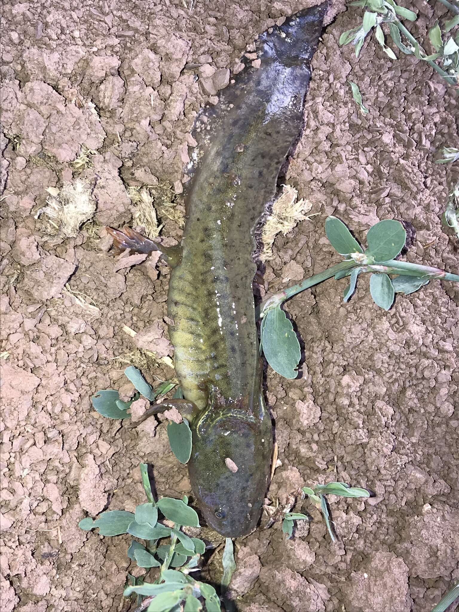 Image of Barred Tiger Salamander