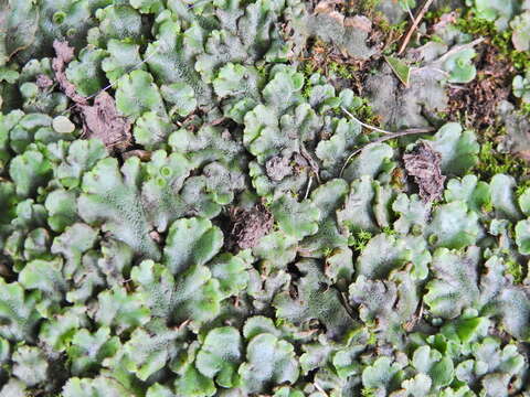 Image of common liverwort