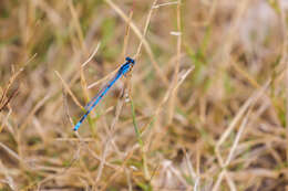 Image of Familiar Bluet