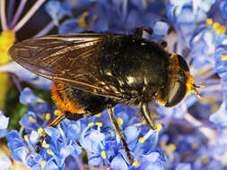 Image of ceanothus