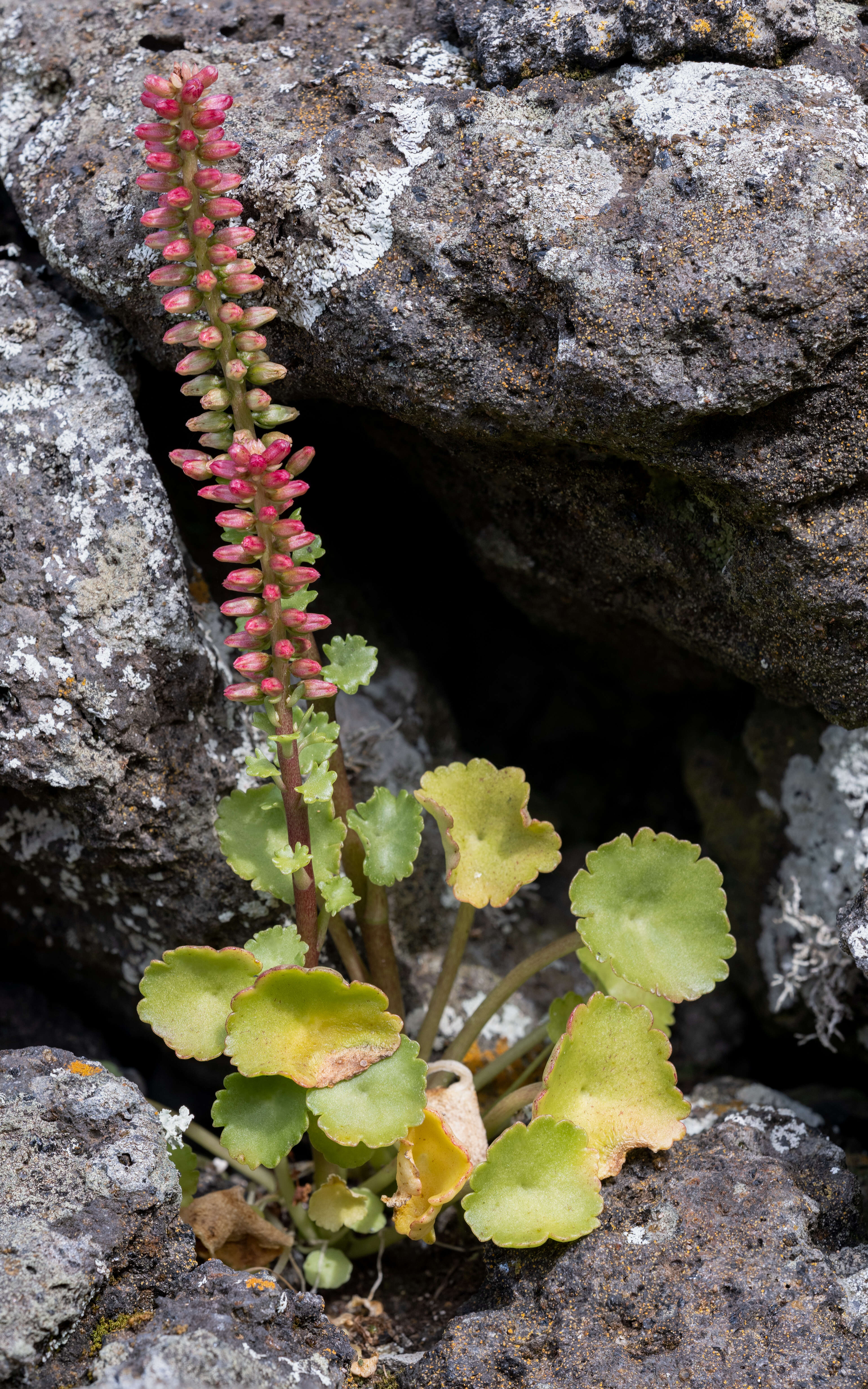 Image of Umbilicus rupestris (Salisb.) Dandy