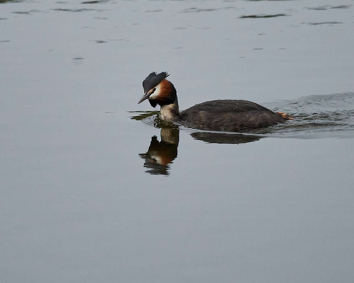 Image of Podiceps Latham 1787