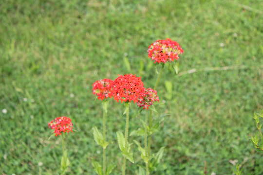 Слика од Silene chalcedonica (L.) E. H. L. Krause