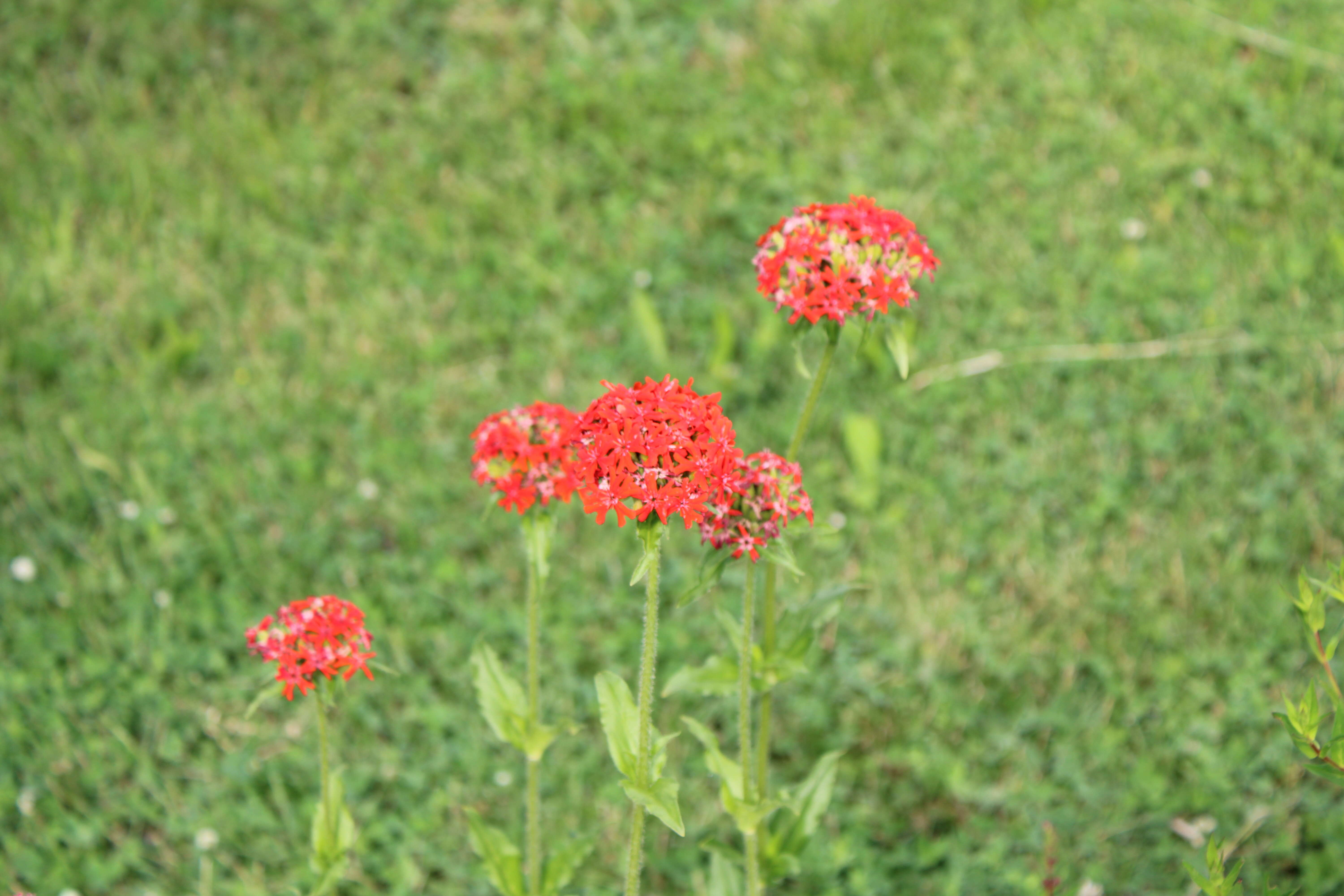 Слика од Silene chalcedonica (L.) E. H. L. Krause