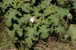 Image de Datura