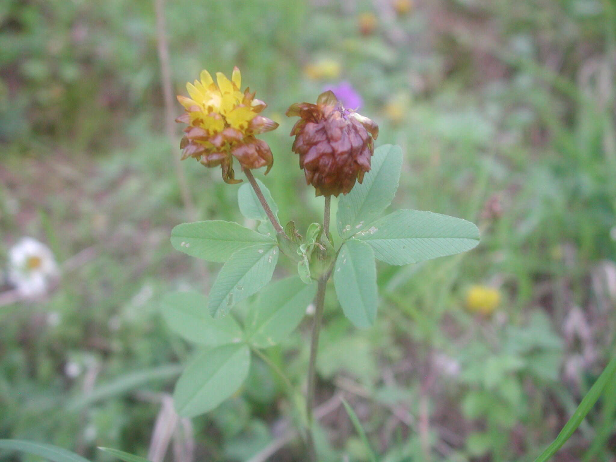 Image of brown clover