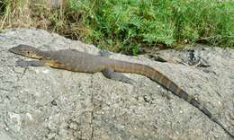 Image of Varanus niloticus