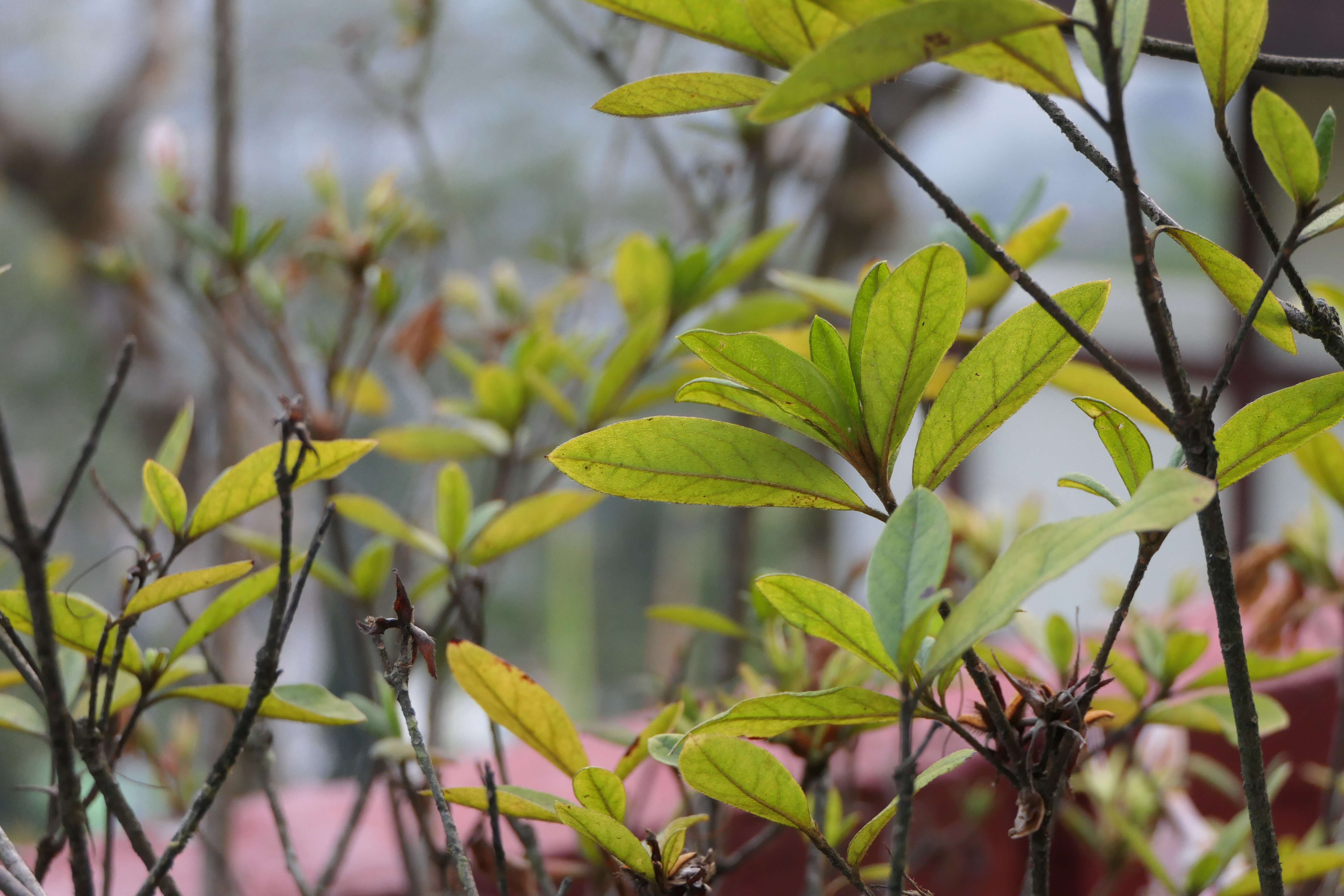 Imagem de Rhododendron simsii Planch.