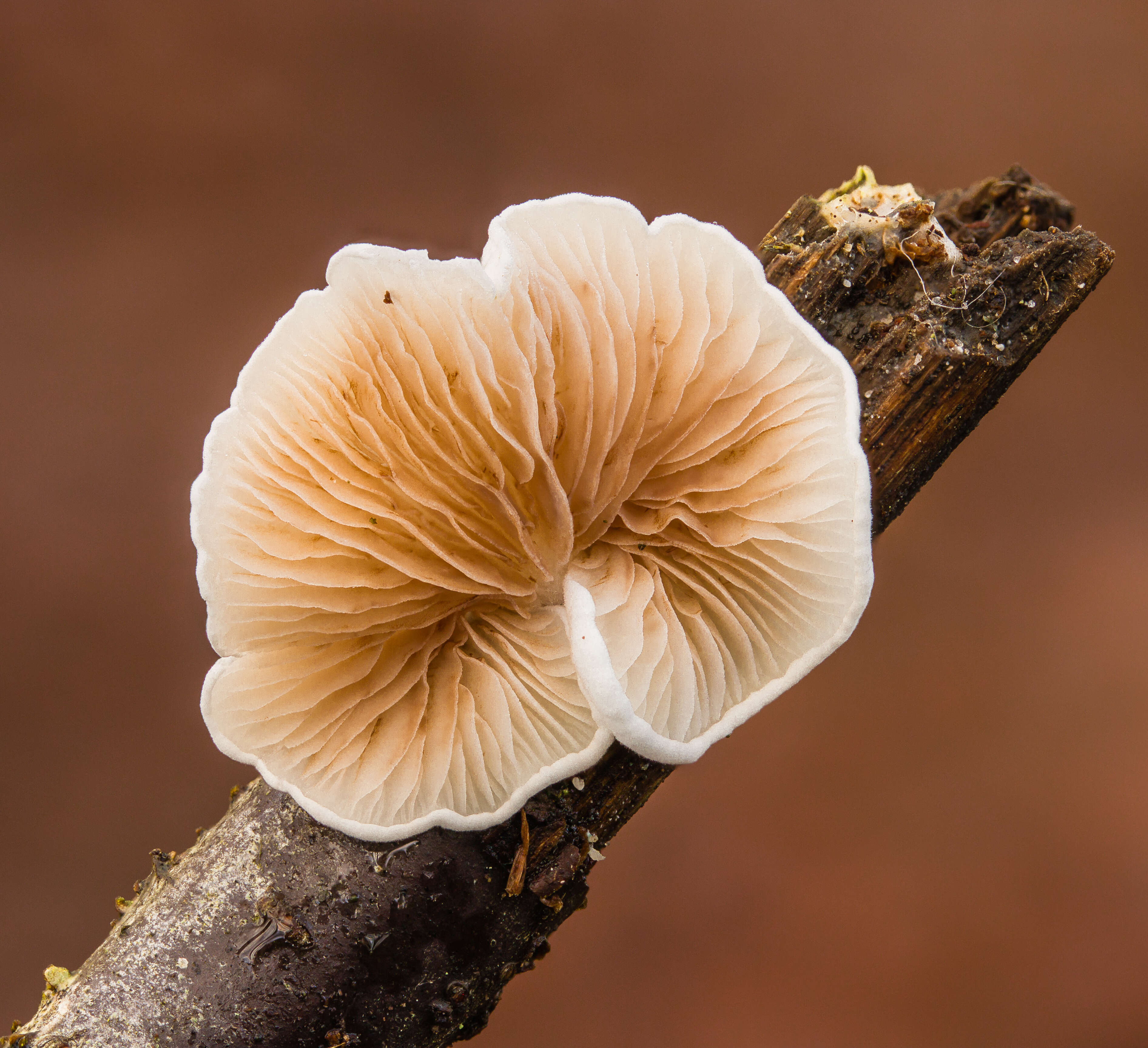 Слика од Crepidotus variabilis (Pers.) P. Kumm. 1871