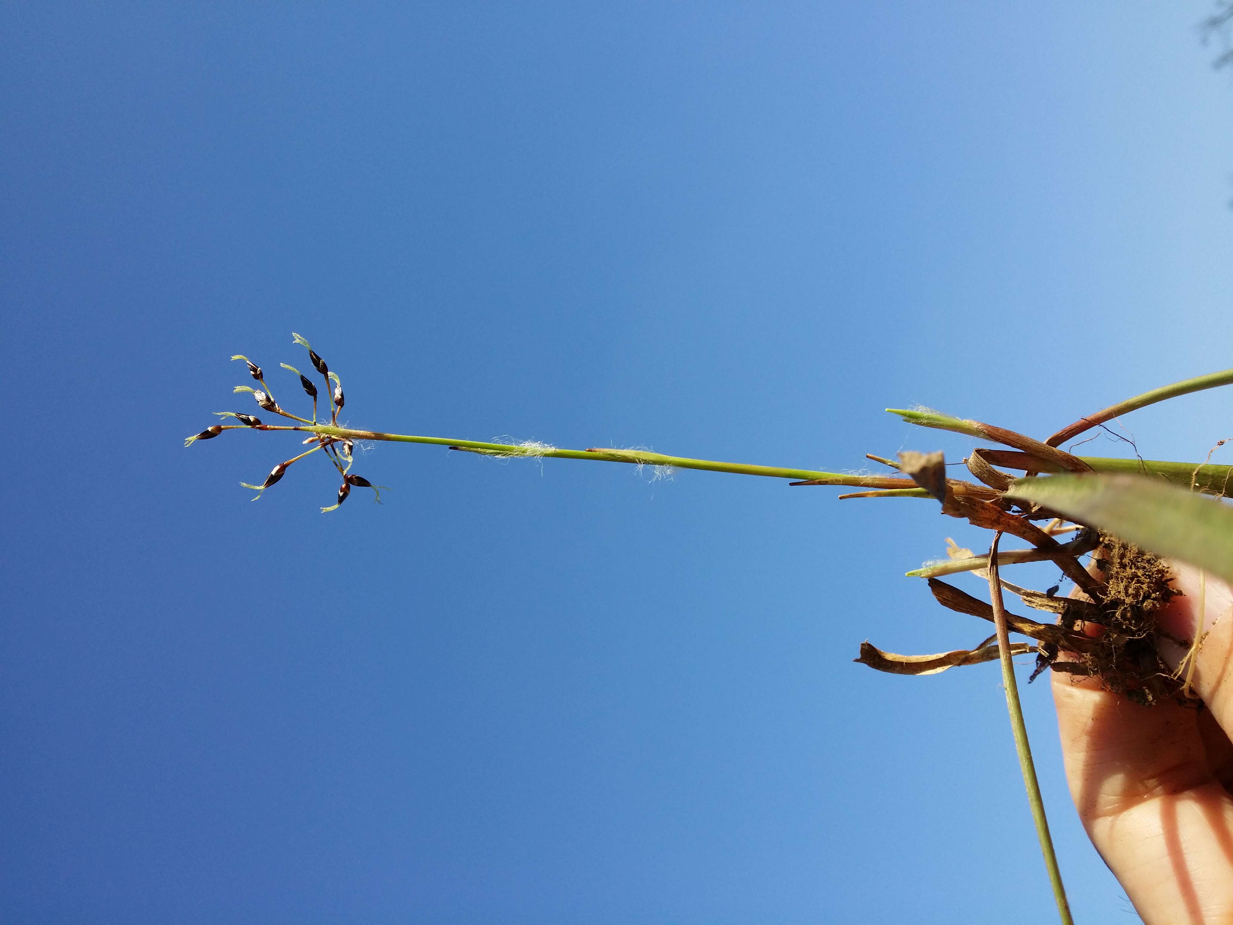 Imagem de Luzula pilosa (L.) Willd.